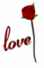 Red rose open meaning wapday com